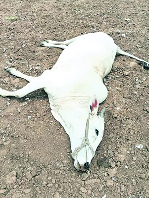 నెమళ్