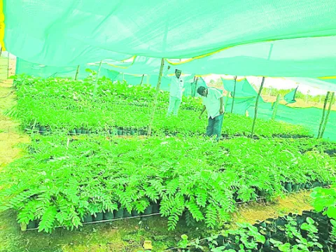 వన మహోత్సవానికి సన్నద్ధం
