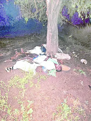 పిడుగుపాటుకు గొర్రెల కాపరి మృతి 