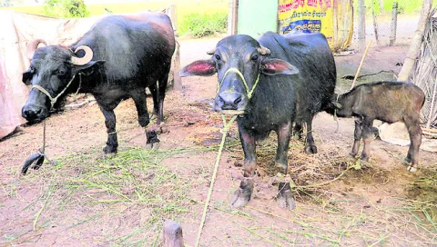 ప్రథమ