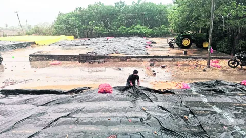 వీడని