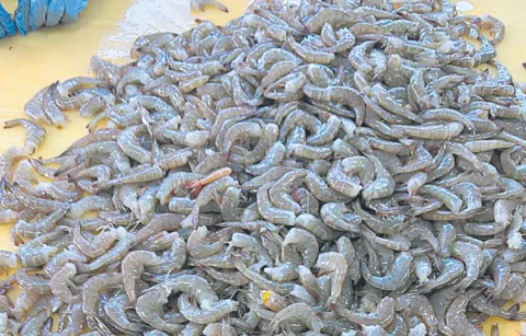 Shrimp farmers focus on local sales under the name Ready to Cook