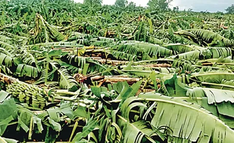 Heavy rains Strong winds banana crop damaged in Mumbai