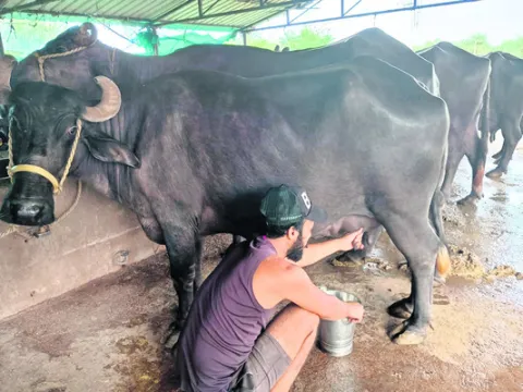 1975లోనే పాలకేంద్రం 