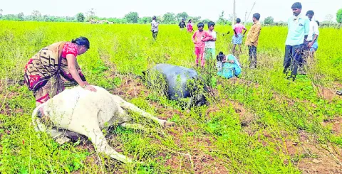 మూగజీవాలను బలి తీసుకున్న విద్యుత్‌ తీగ