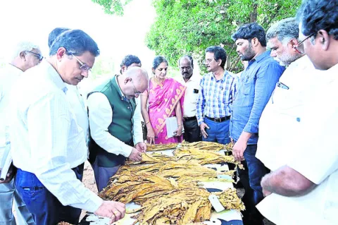 పొగాకు సాగులో విప్లవాత్మక మార్పులు అవసరం 