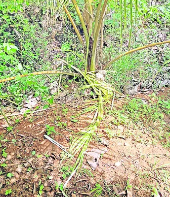 ఒంటరి ఏనుగు హల్‌చల్‌  
