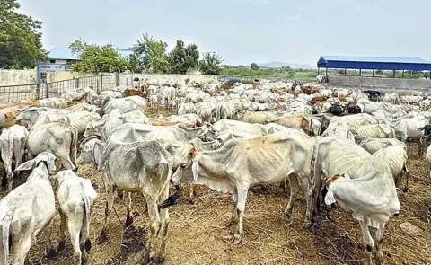 Cow Deaths Are Increasing In The Vemulawada Rajanna Temple Cowshed