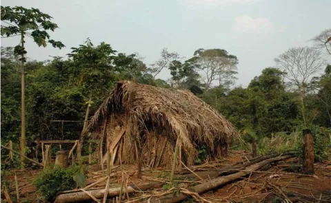 Tribes Lone Survivor Glimpsed in Amazon Jungle12