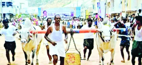 ఎద్దు