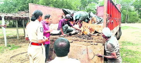 లారీలో అక్రమంగా తరలిస్తున్న పశువులు పట్టివేత