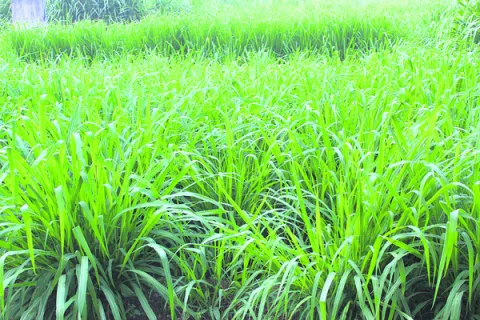 పశుగ్