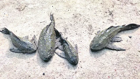 స్వామ