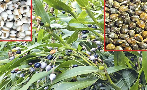 Krishi Vigyan Kendra scientist Dr. David Comey talks about Jobs Tears millet crop15
