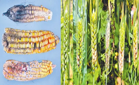 USA charges Chinese nationals for smuggling toxic fungus12