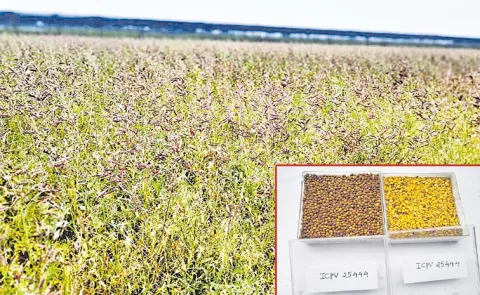 Worlds First Extreme Heat Tolerant Pigeonpea Developed via Speed Breeding