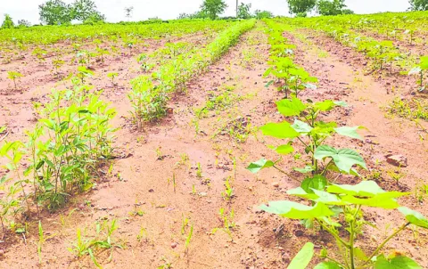 అంతర పంటలతో ఆదాయం