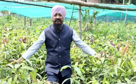 Sagubadi Mango plants at free of cost where check here