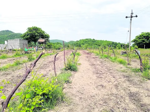 ఆపిల్‌ బేర్‌ సాగు.. లాభాలు బాగు