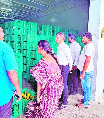 తోతాపురి కొనుగోలు 
