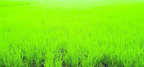 వరిలో