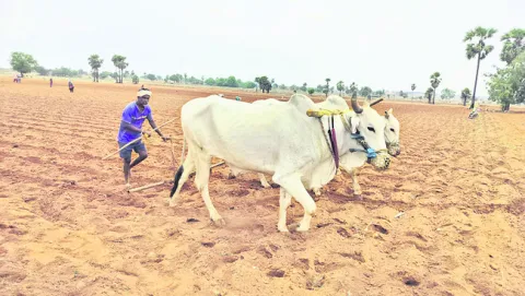 కురిసిన వర్షం.. రైతన్న హర్షం