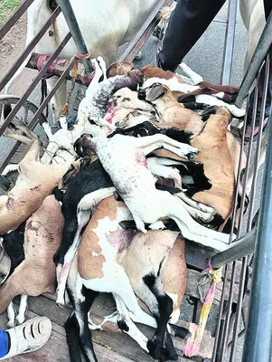 కుక్క