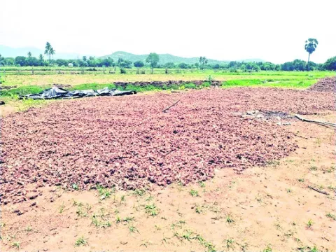 పసుపు