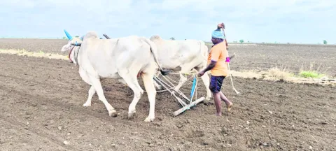 రైతు 