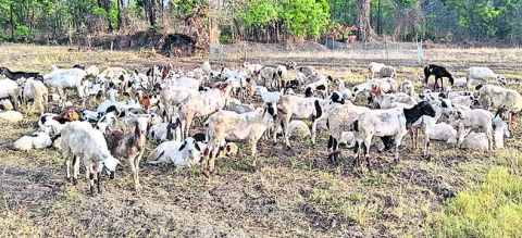ముందస