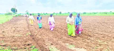 సాగు 