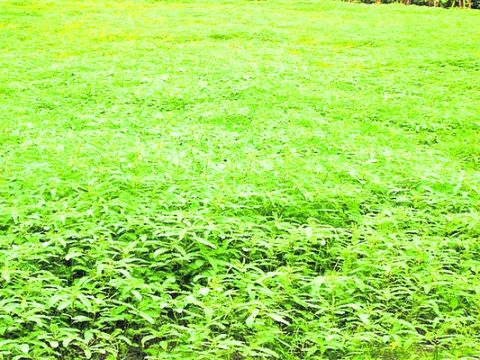 పచ్చిరొట్టతో ప్రయోజనం