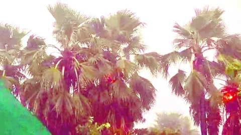 తాటిచ
