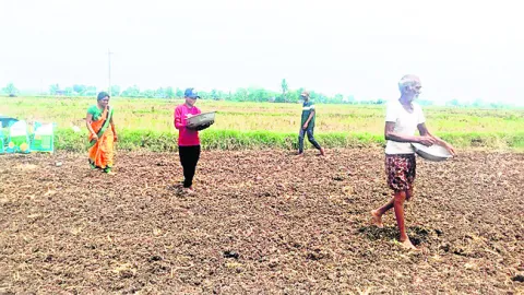 ఏరువాక పౌర్ణమి..  వ్యవసాయ పనులు షురూ 
