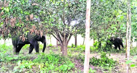 మామిడి, పామాయిల్‌  మొక్కల ధ్వంసం