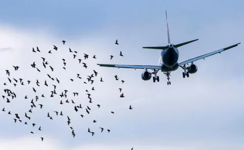 Air India plane crash may have occurred due to bird hits or major technical fault13