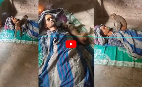 Monkey Heart Melting Love for Owner Mulugu District Viral6