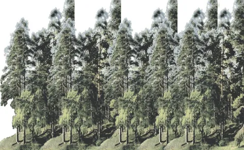 Number of trees across the country Rajasthan tops list of growth