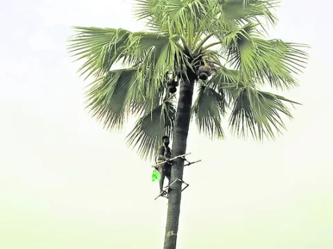 తాటిచ