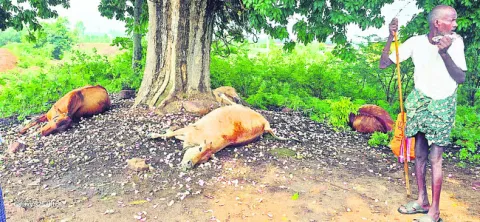 పిడుగుపాటుకు  నాలుగు ఆవులు మృతి 
