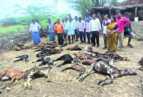 కుక్కల దాడిలో గొర్రెల మృతి 