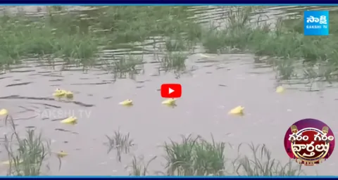 Frogs Changing Color Like Chameleons 4