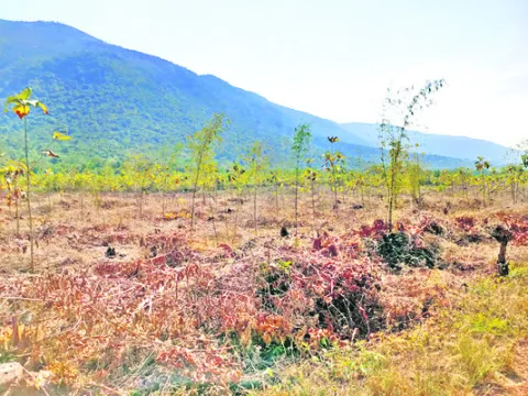 రంగుర