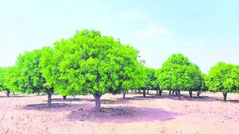 పండ్ల