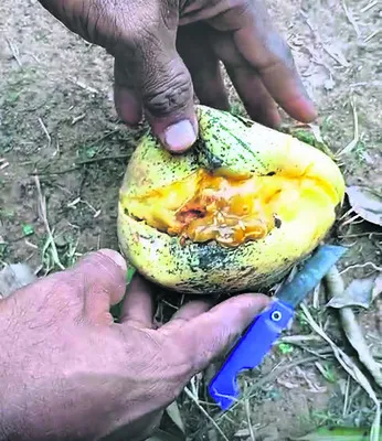 మామిడ