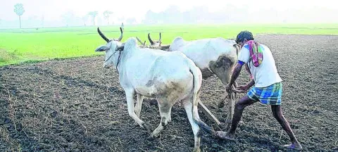 సాగుక