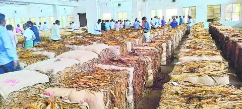 రూ.495 కోట్ల పొగాకు విక్రయాలు