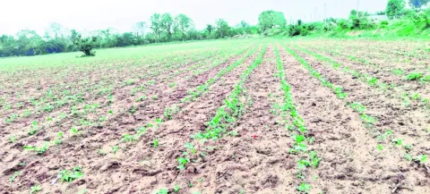 పెరిగిన పత్తి విత్తనాల ధరలు 