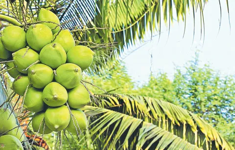 Coconut prices are setting records upon records