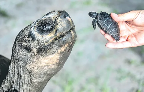 Guinness World Record for first time father of a tortoise at an old age